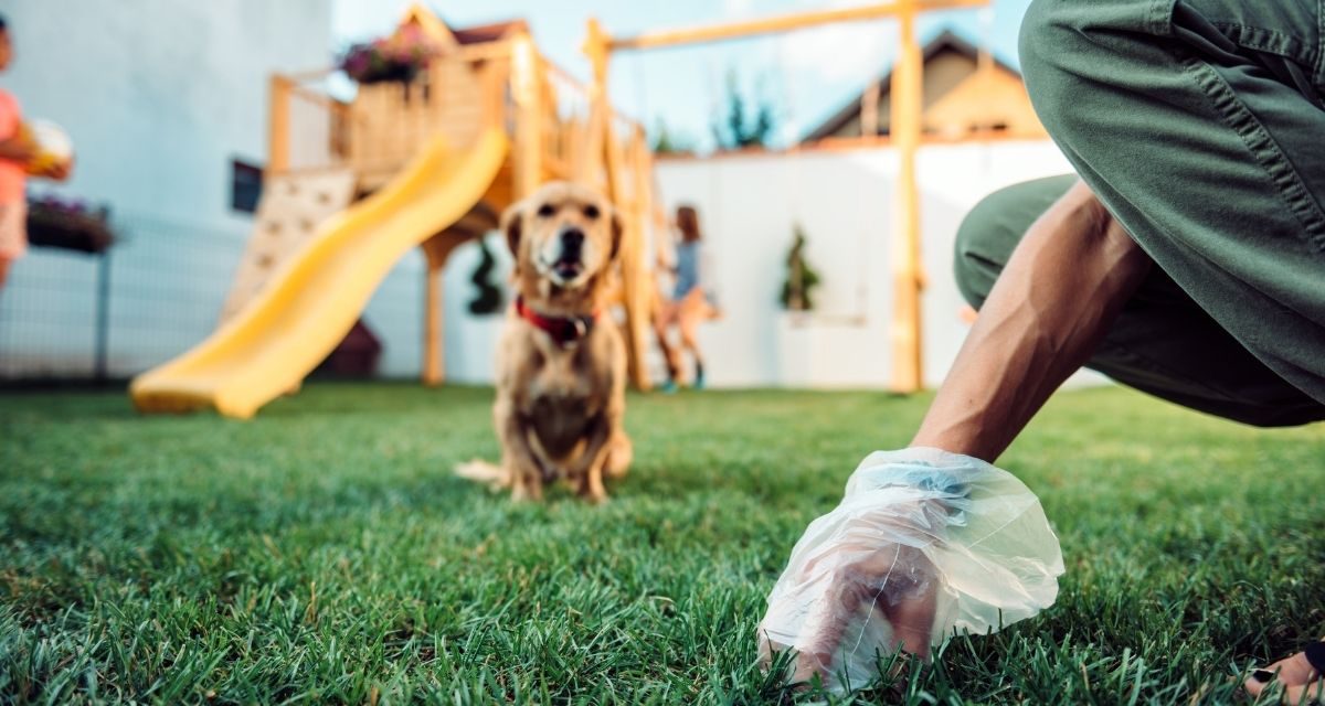 immagine notizia (PTN) Lugnano in Teverina, decoro urbano: ordinanza del Sindaco sulle deiezioni dei cani