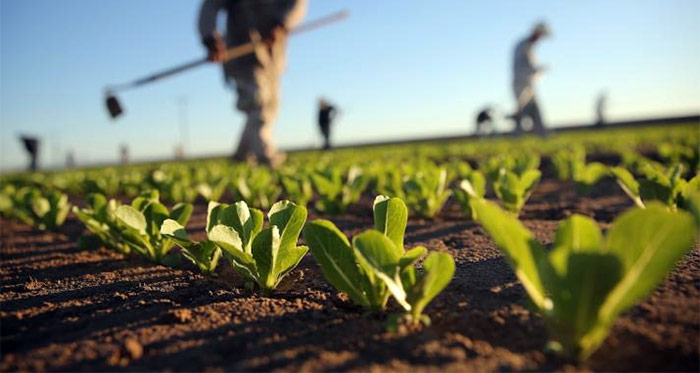 agricoltura