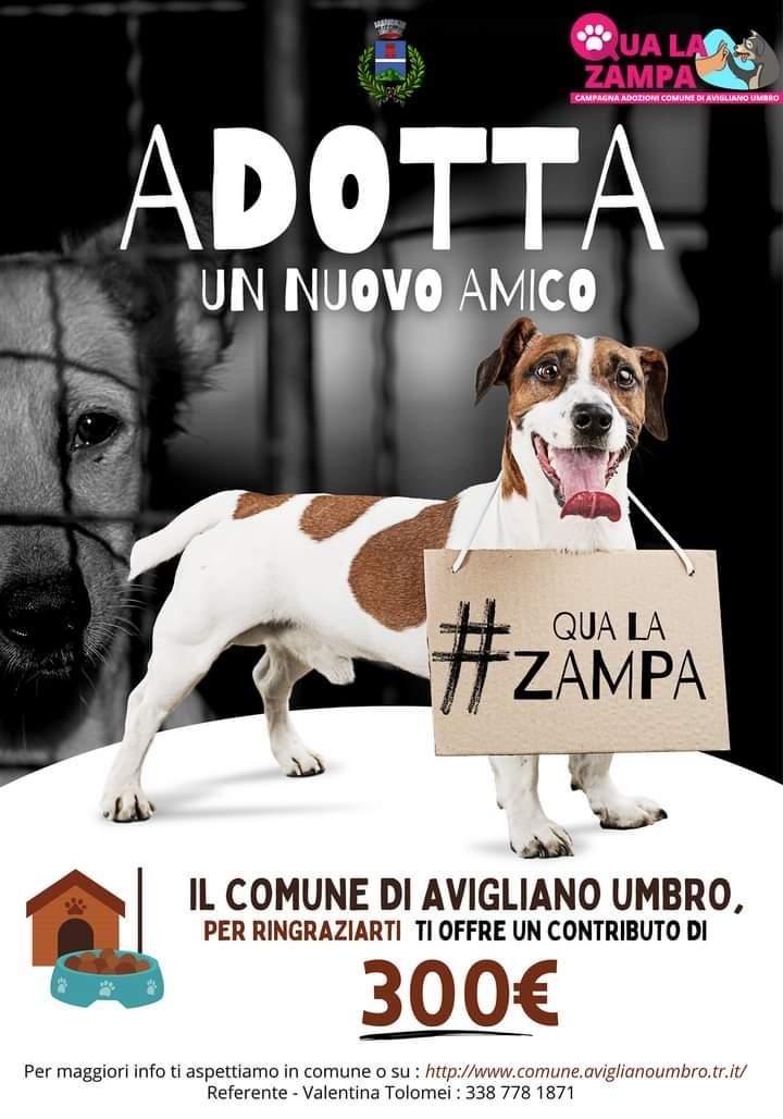 avigliano adozione cani 