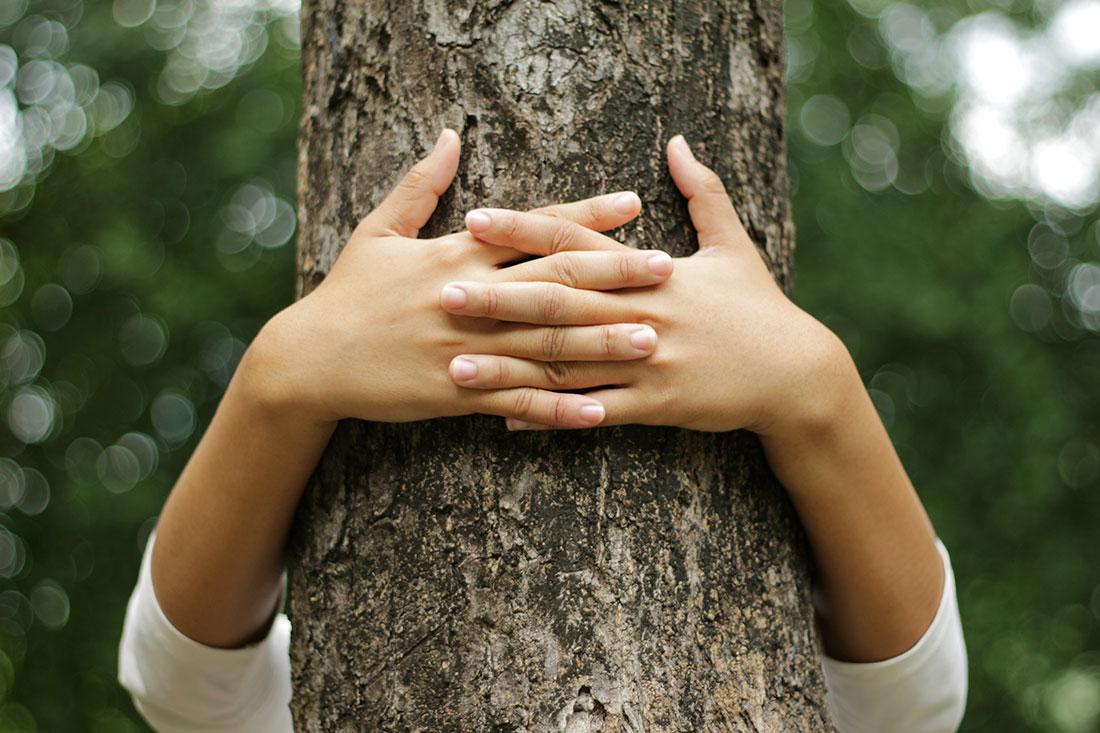 La festa dell'albero