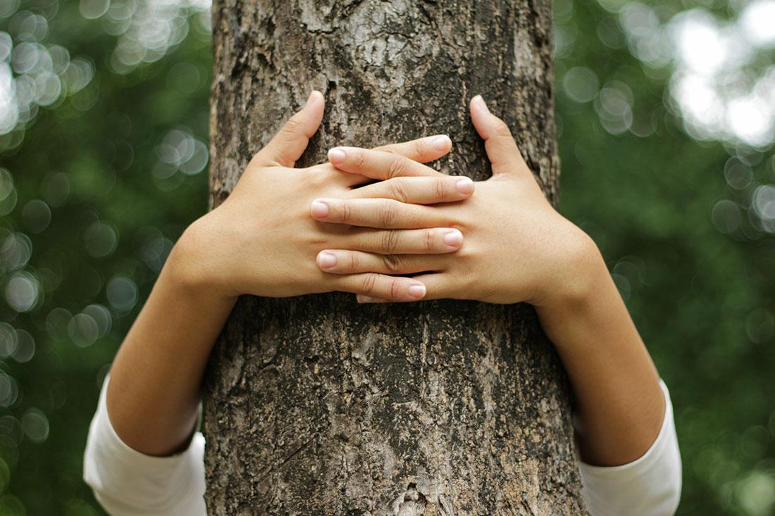 La festa dell'albero 