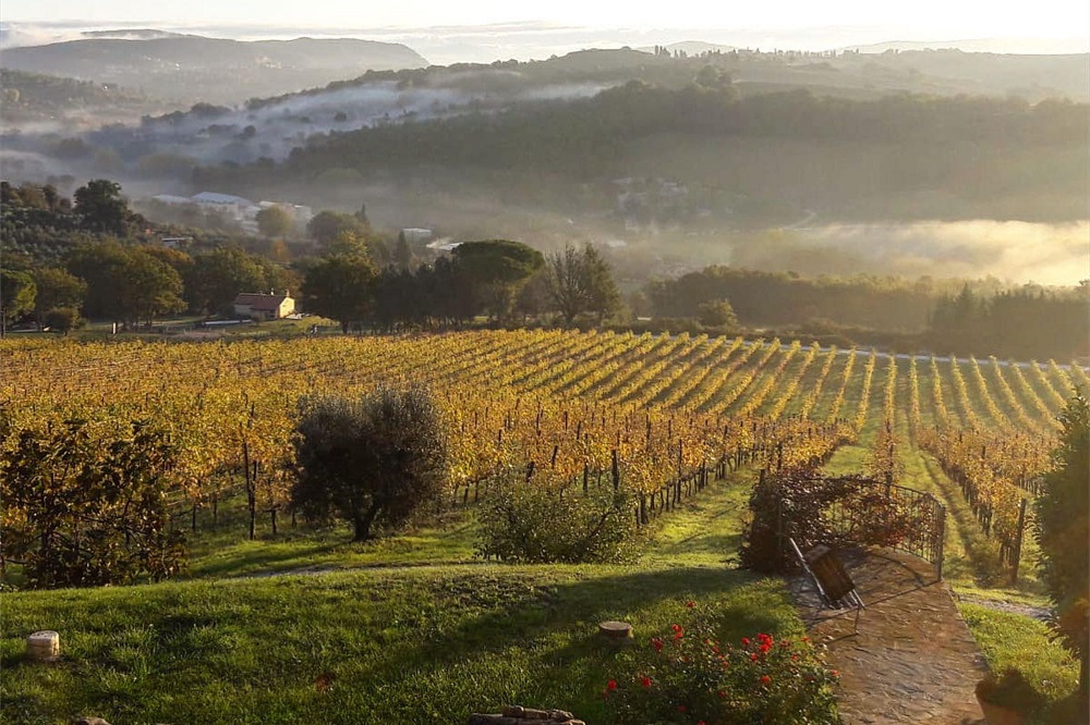 I vigneti dei Borghi Verdi 