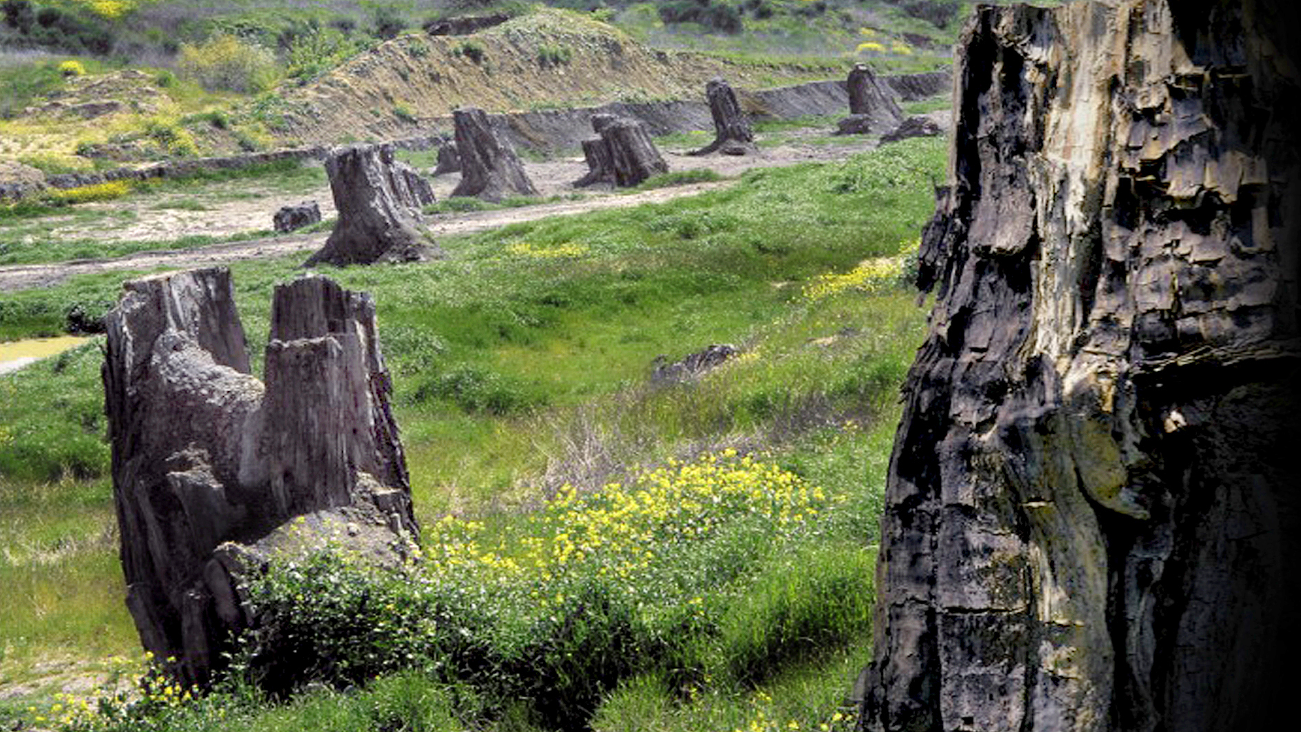 foresta fossile
