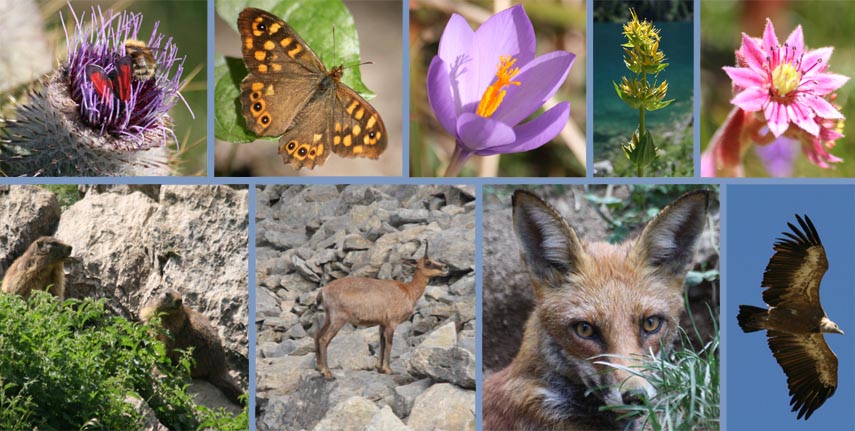 foto fauna e flora